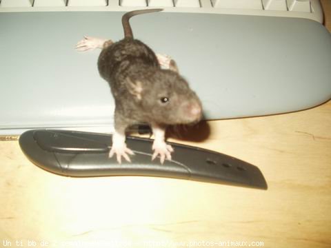 Photo de Rat