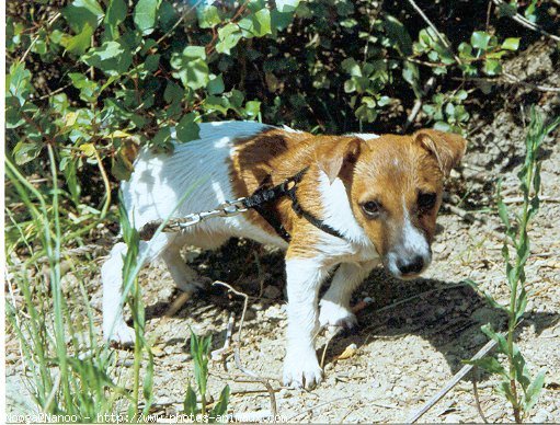 Photo de Jack russell terrier