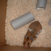 Photo de Hamster