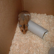 Photo de Hamster