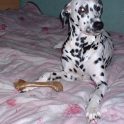 Photo de Dalmatien