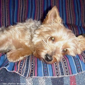 Photo de Yorkshire terrier