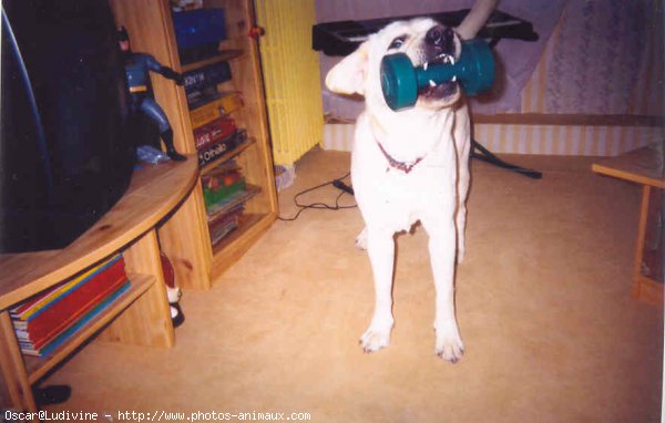 Photo de Labrador retriever