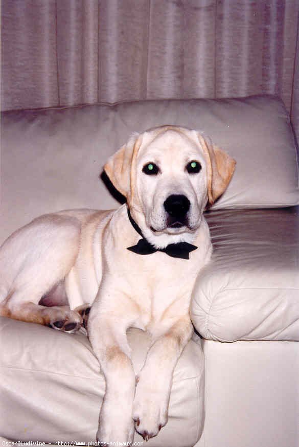 Photo de Labrador retriever