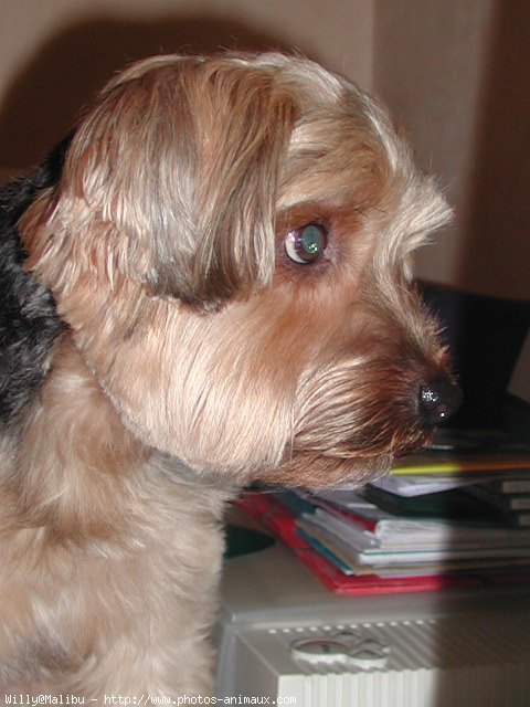 Photo de Yorkshire terrier