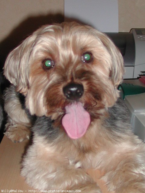 Photo de Yorkshire terrier