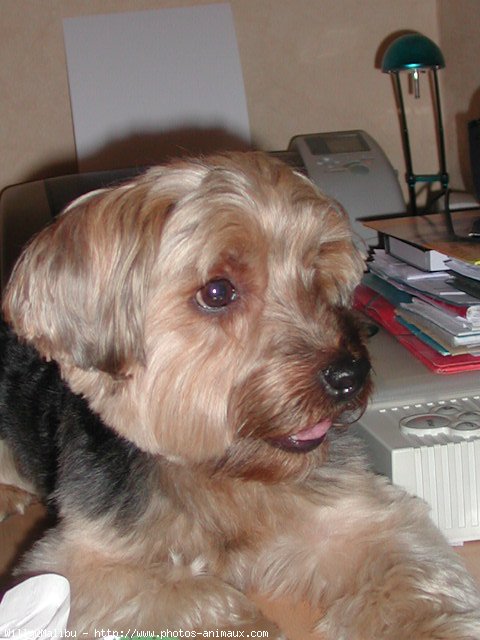 Photo de Yorkshire terrier