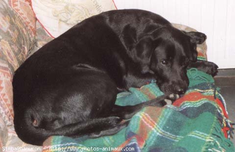 Photo de Labrador retriever