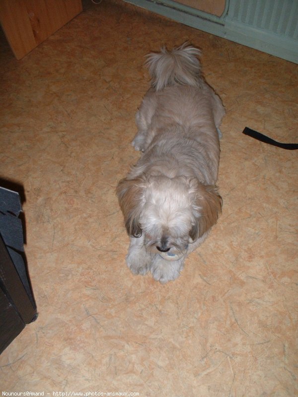 Photo de Lhassa apso