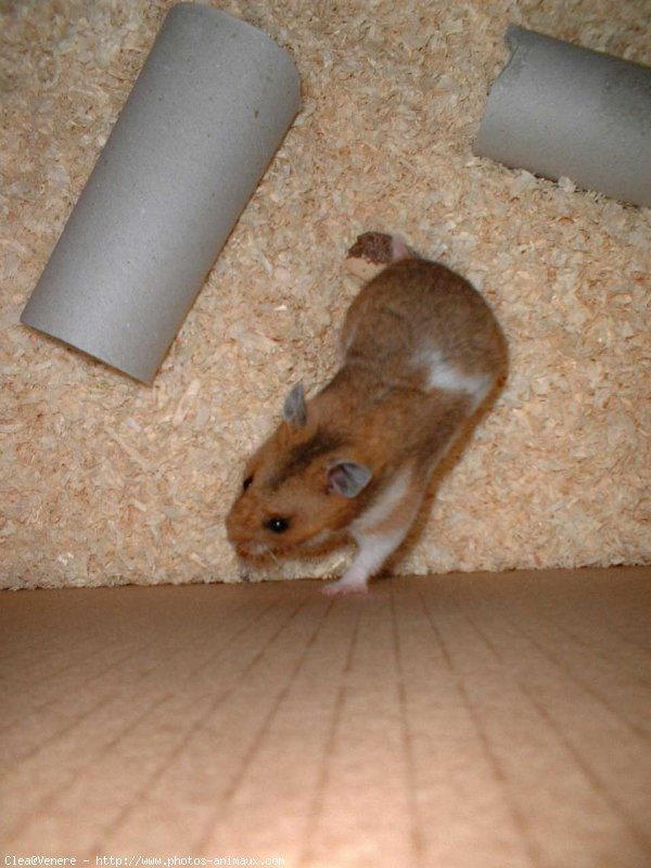 Photo de Hamster