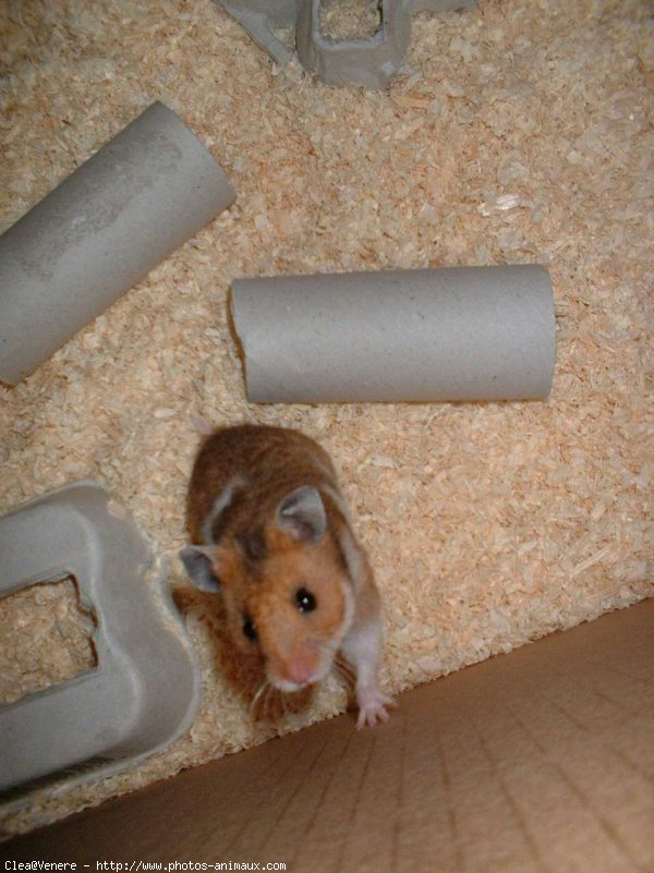 Photo de Hamster