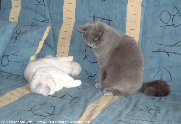 Photo de British shorthair