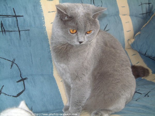 Photo de British shorthair