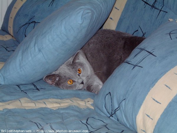 Photo de British shorthair