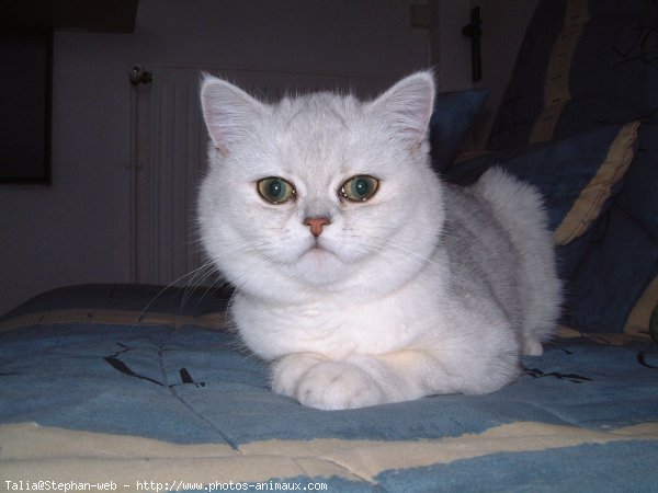 Photo d'Exotic shorthair