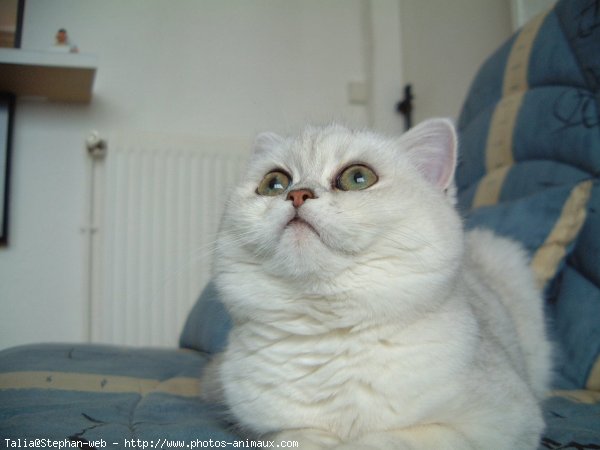 Photo d'Exotic shorthair