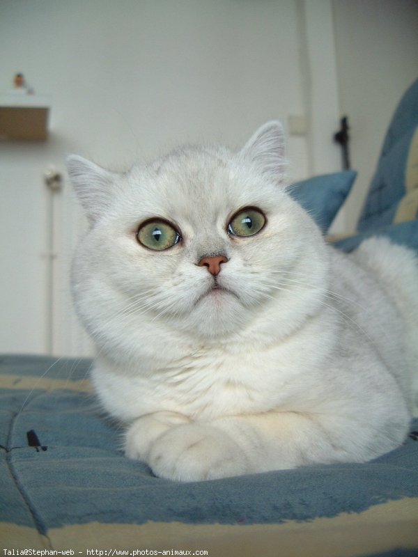 Photo d'Exotic shorthair