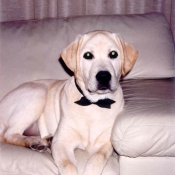 Photo de Labrador retriever