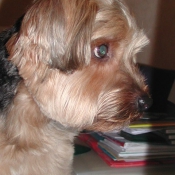 Photo de Yorkshire terrier