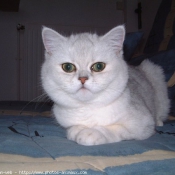 Photo d'Exotic shorthair