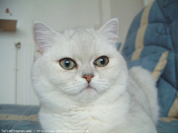 Photo d'Exotic shorthair