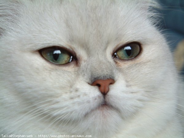 Photo d'Exotic shorthair