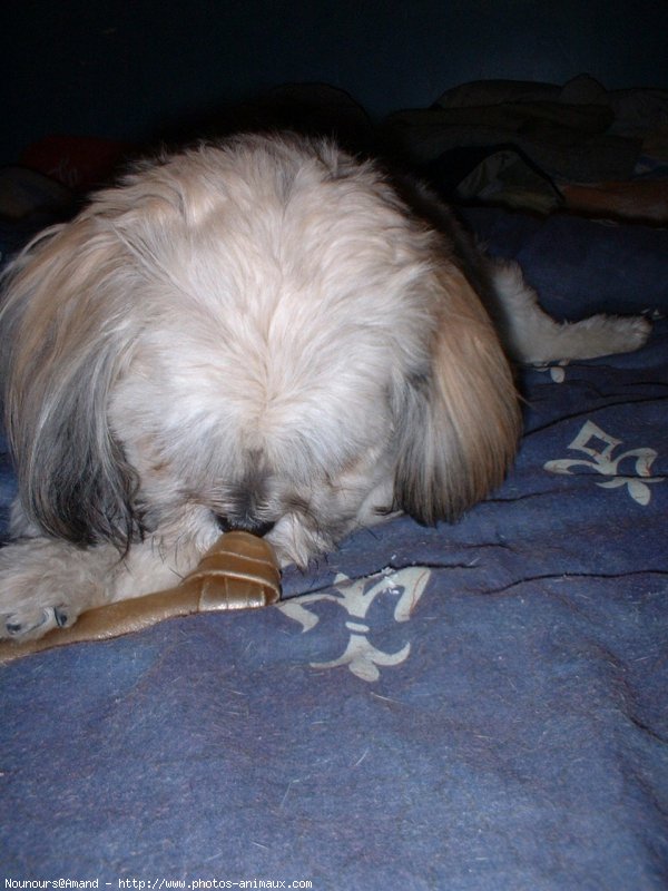 Photo de Lhassa apso