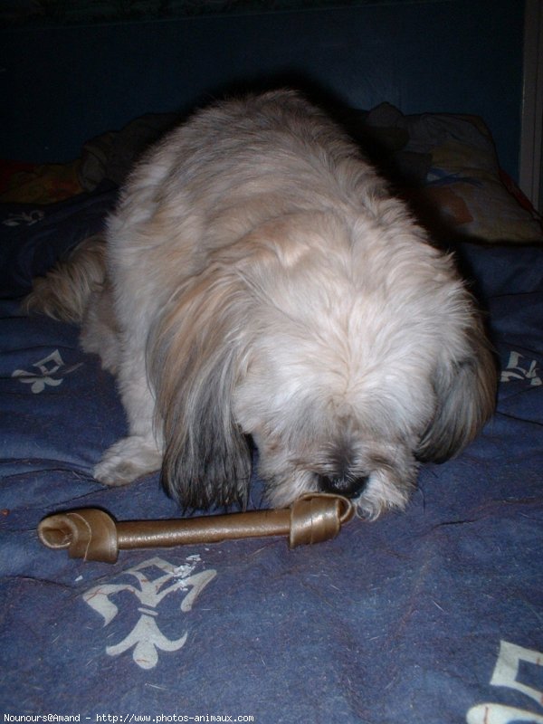 Photo de Lhassa apso