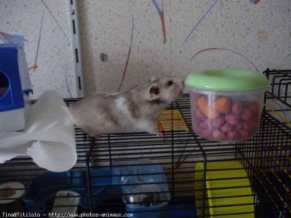 Photo de Hamster