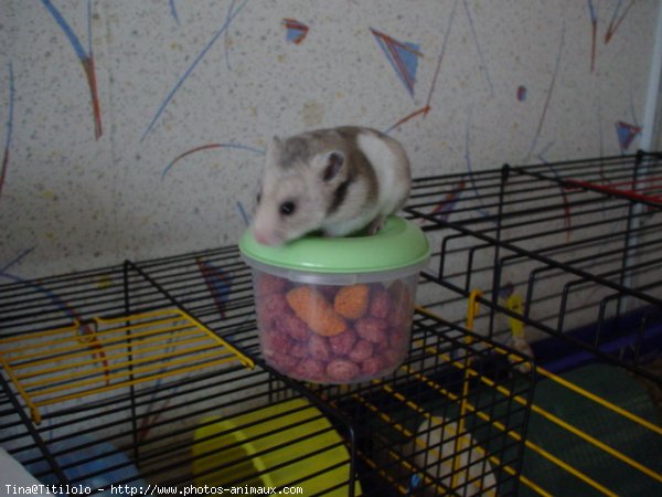 Photo de Hamster