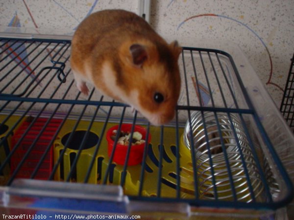 Photo de Hamster