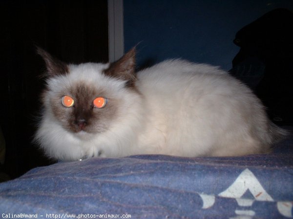 Photo de Sacr de birmanie