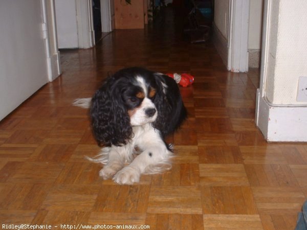 Photo de Cavalier king charles spaniel