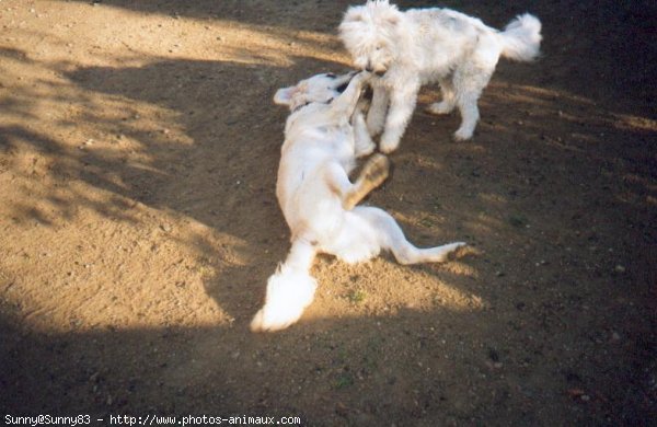 Photo de Golden retriever