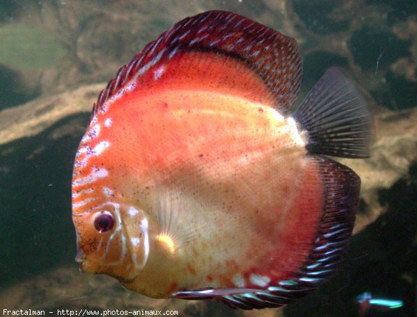 Photo de Poissons exotiques