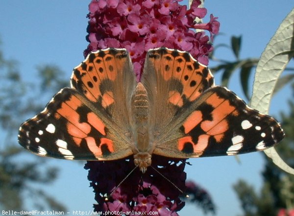 Photo de Papillon