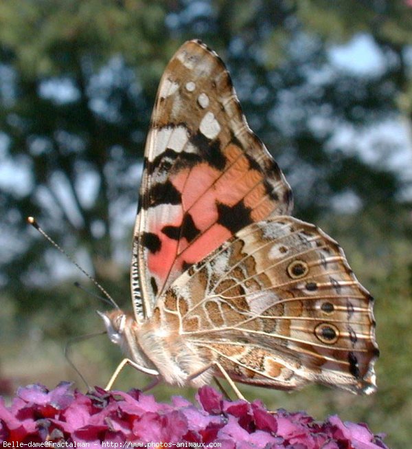 Photo de Papillon