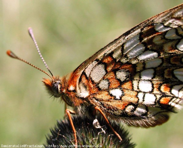 Photo de Papillon