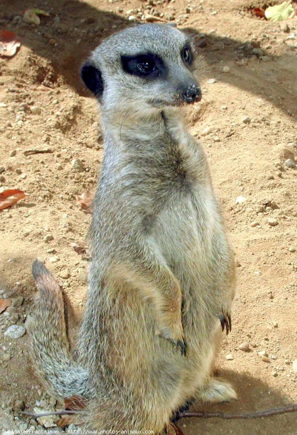 Photo de Suricate