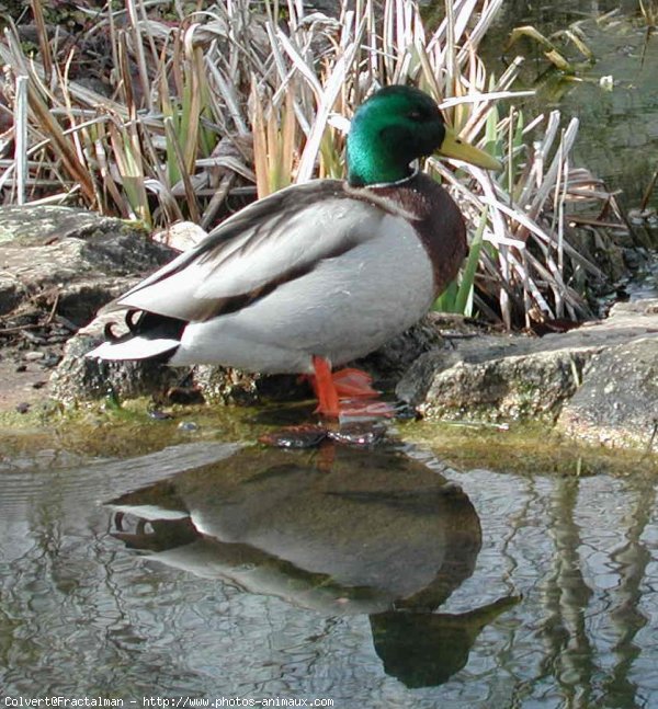 Photo de Canard