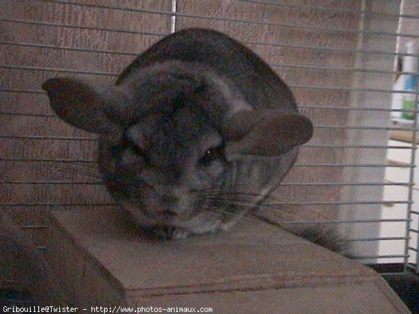 Photo de Chinchilla