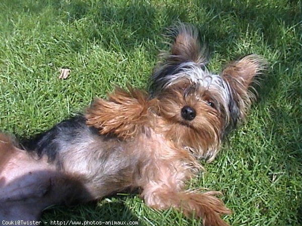 Photo de Yorkshire terrier