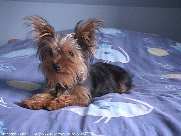 Photo de Yorkshire terrier