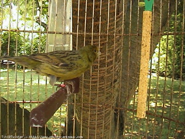 Photo de Canari