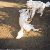 Photo de Golden retriever