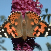 Photo de Papillon