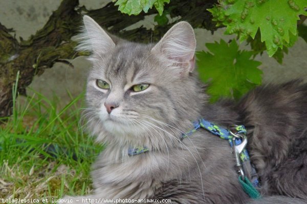 Photo de Chat domestique