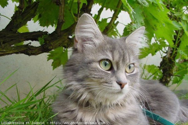 Photo de Chat domestique