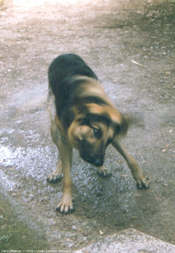 Photo de Berger allemand  poil court