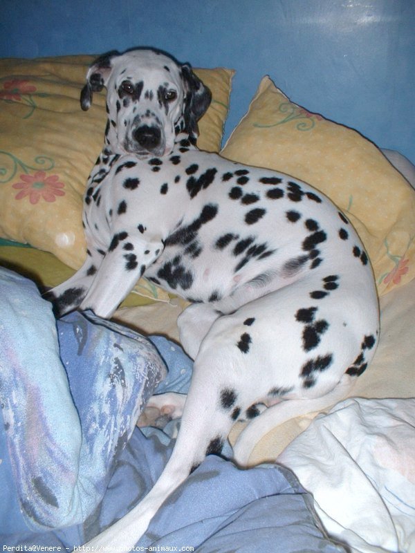 Photo de Dalmatien